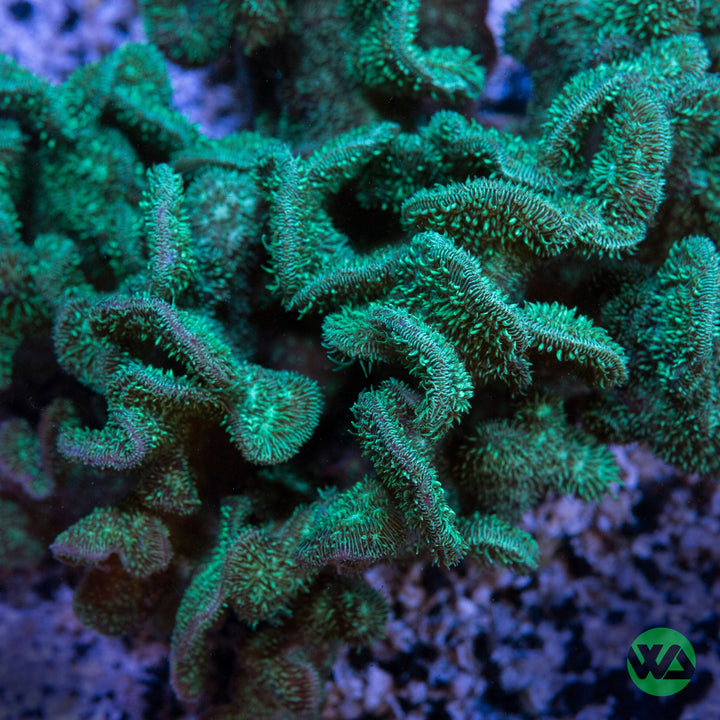Cactus Pavona Coral