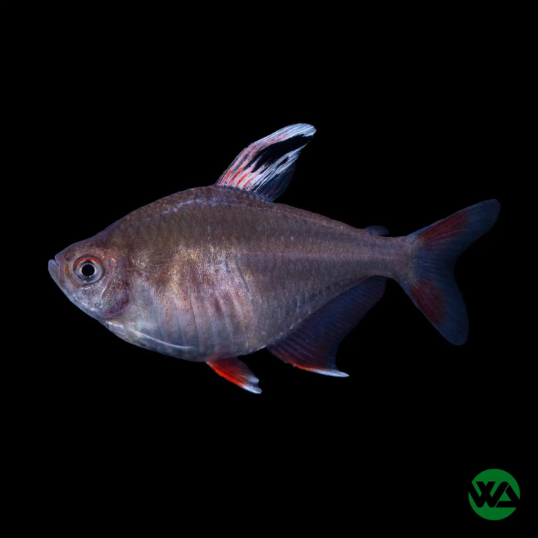 Candy Cane Tetra - Hyphessobrycon rosaceus