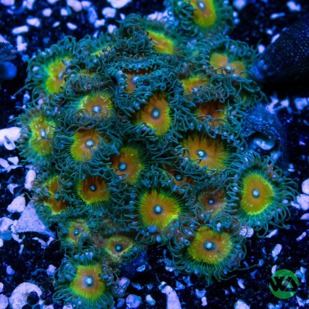 Captain Jerk Paly Zoa