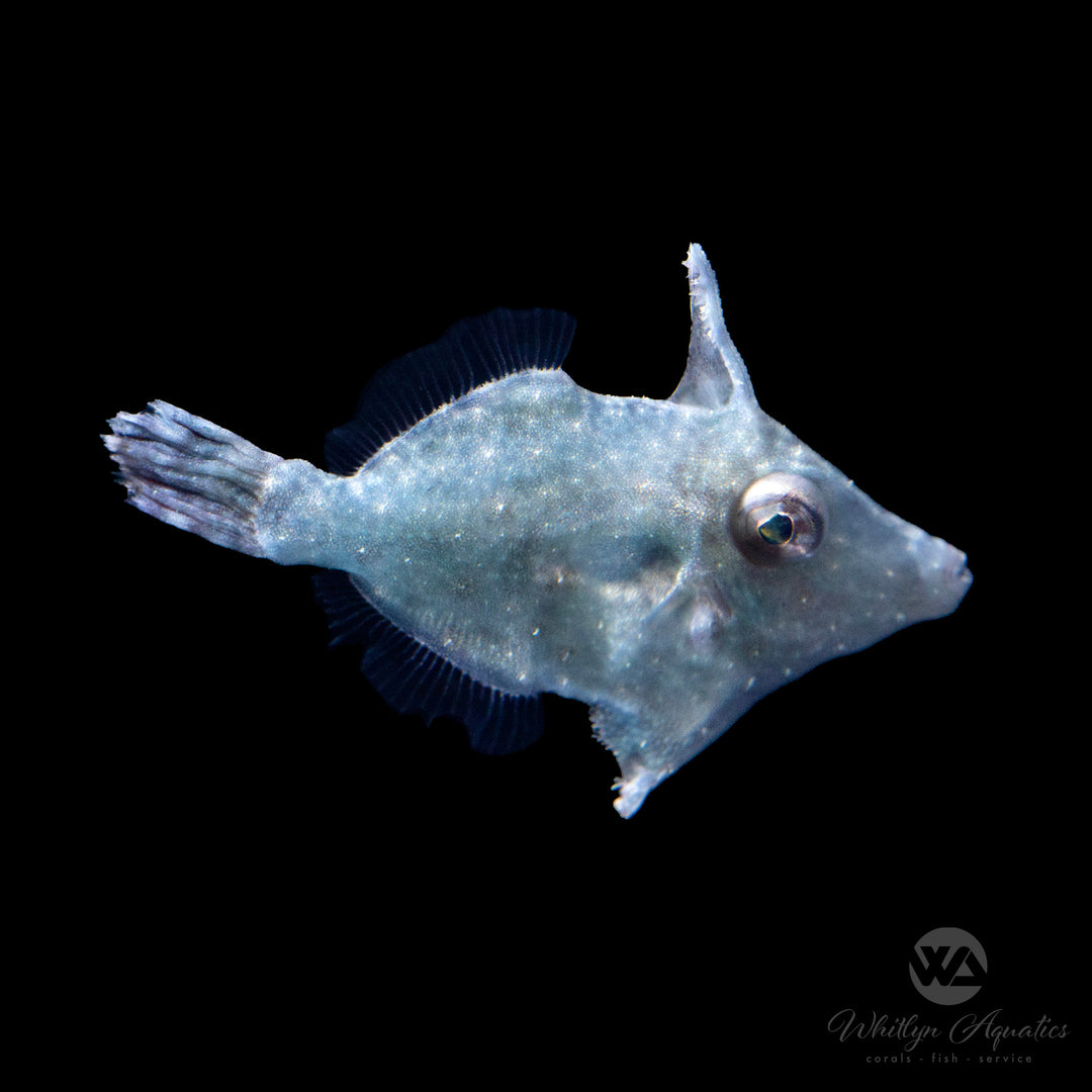 Matte Filefish Matted (Aiptasia Eating) Filefish - Acreichthys tomentosus – Whitlyn ...