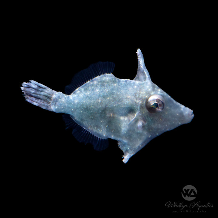 Matted (Aiptasia Eating) Filefish - Acreichthys tomentosus