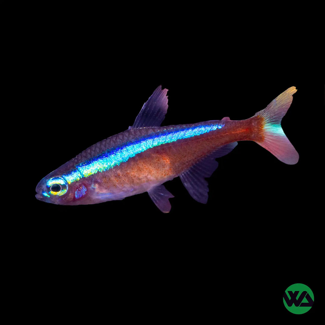 Cardinal Tetra