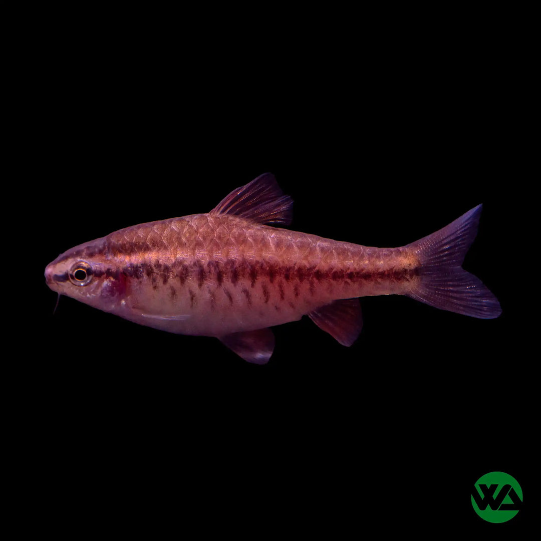 Cherry Barb