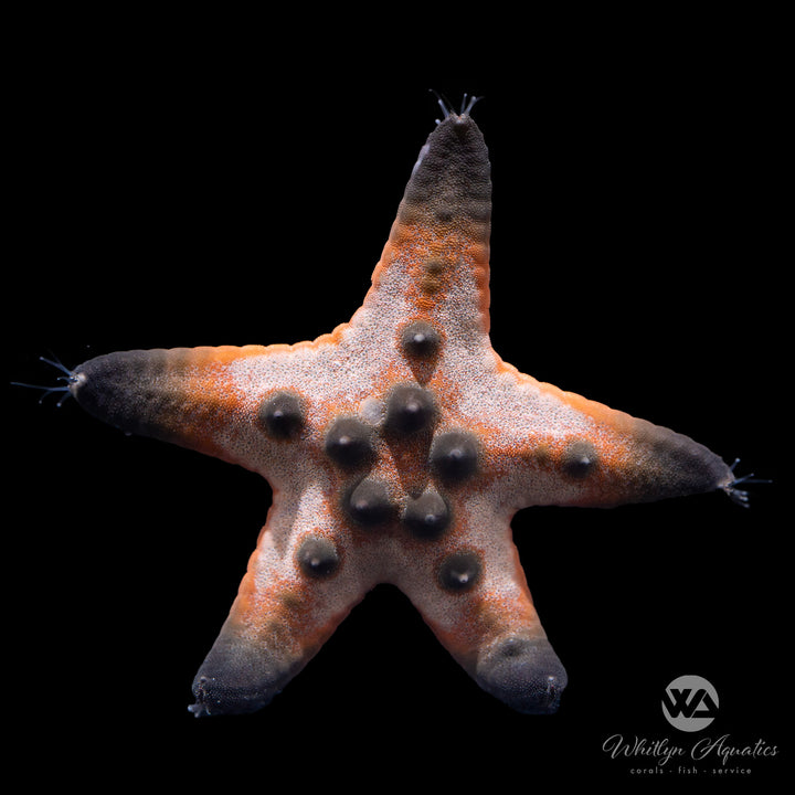 Chocolate Chip Starfish - Protoreaster nodosus