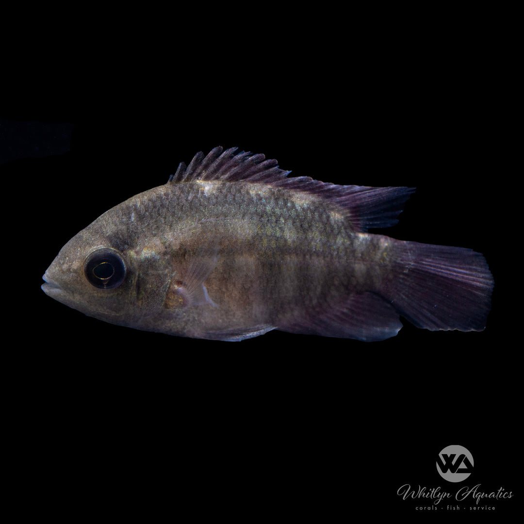 Chocolate Cichlid - Hypselecara temporalis