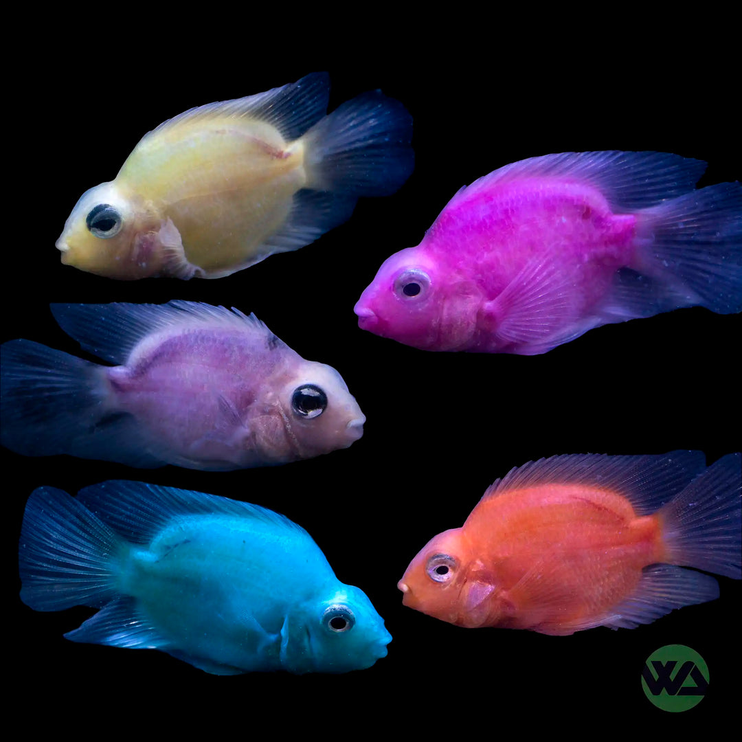 Color Mix Blood Parrot Cichlid