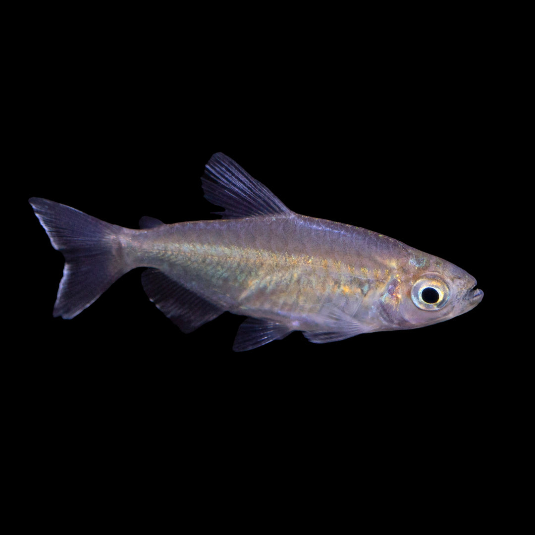 Congo Tetra - Phenacogrammus interruptus