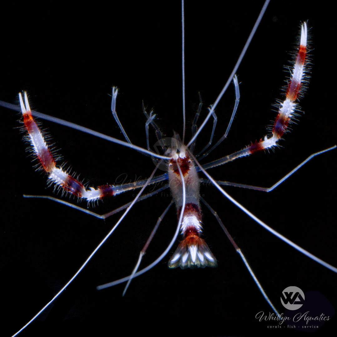 Coral Banded Boxer Shrimp - Stenopus hispidus