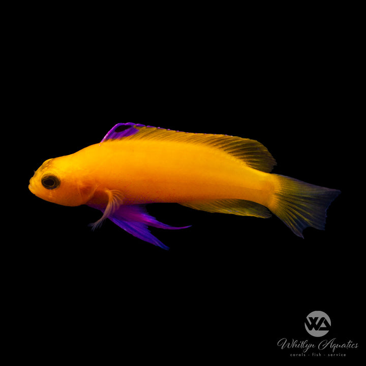 Golden Cuban Basslet Purple - Gramma dejongi