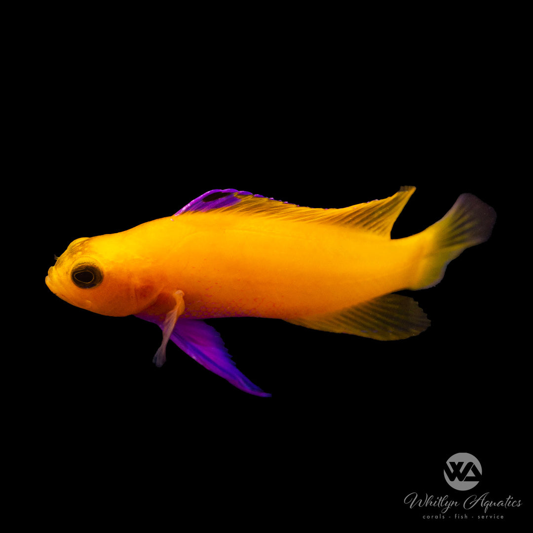 Golden Cuban Basslet Purple - Gramma dejongi