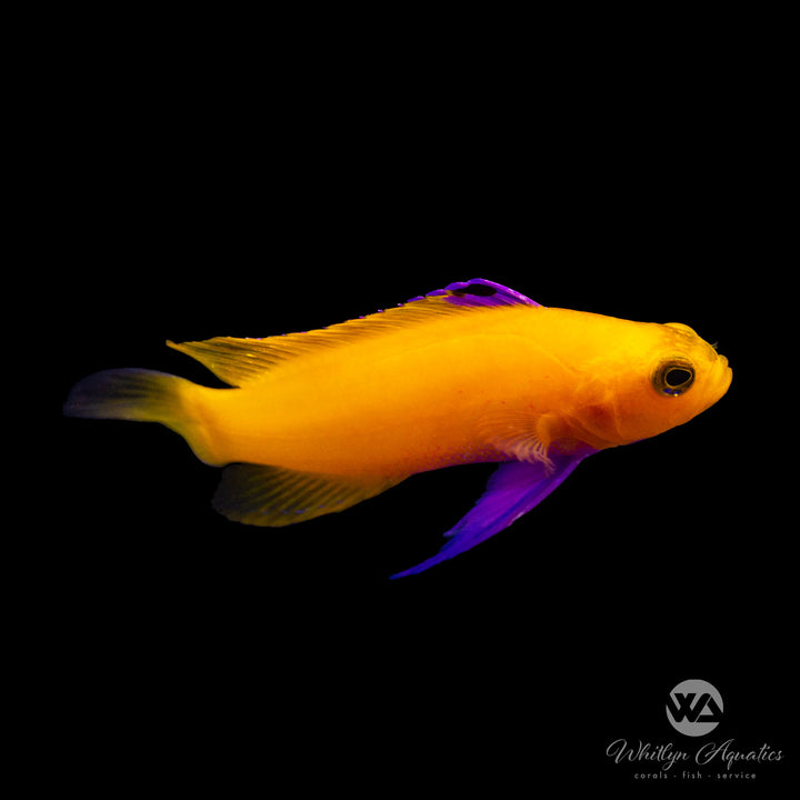 Golden Cuban Basslet Purple - Gramma dejongi