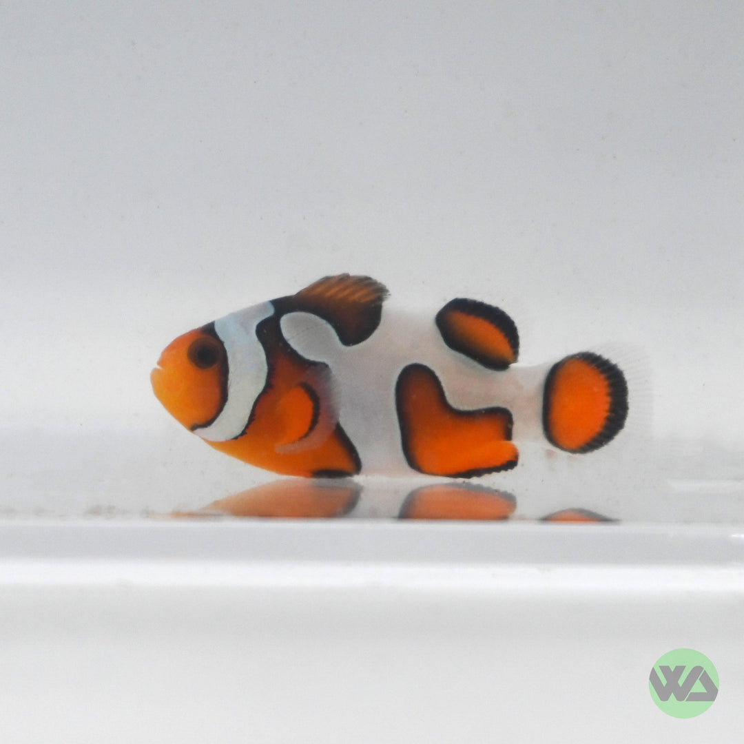 DaVinci Clownfish (Grade A) - Amphiprion Ocellaris