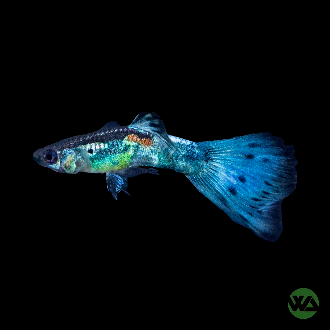 Diamond Guppy
