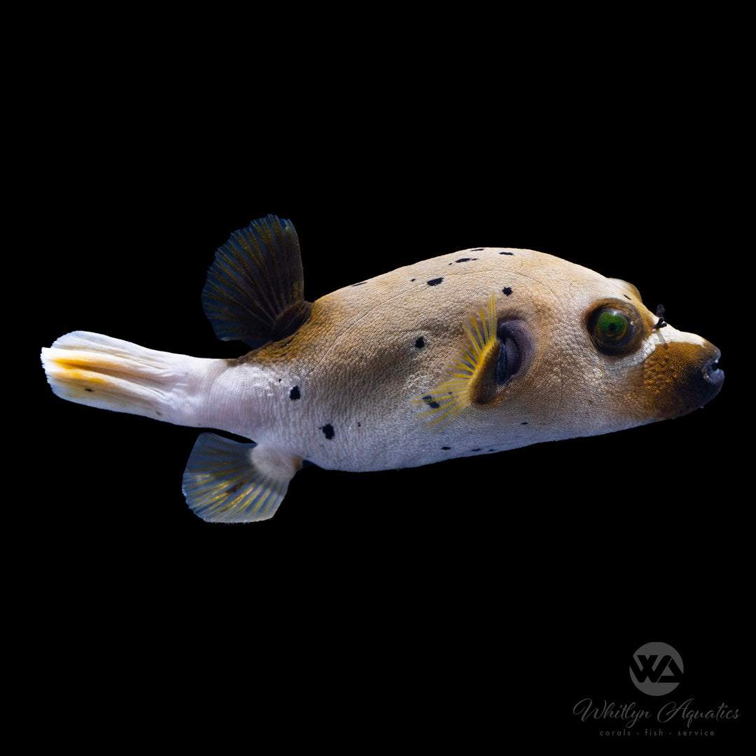 Dog Face Puffer - Arothron nigropunctatus