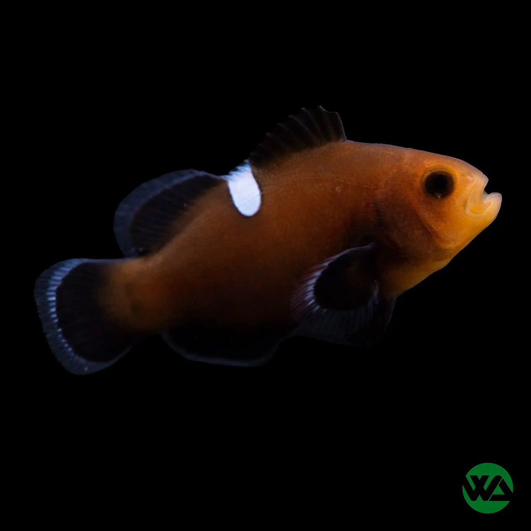 Domino Clownfish