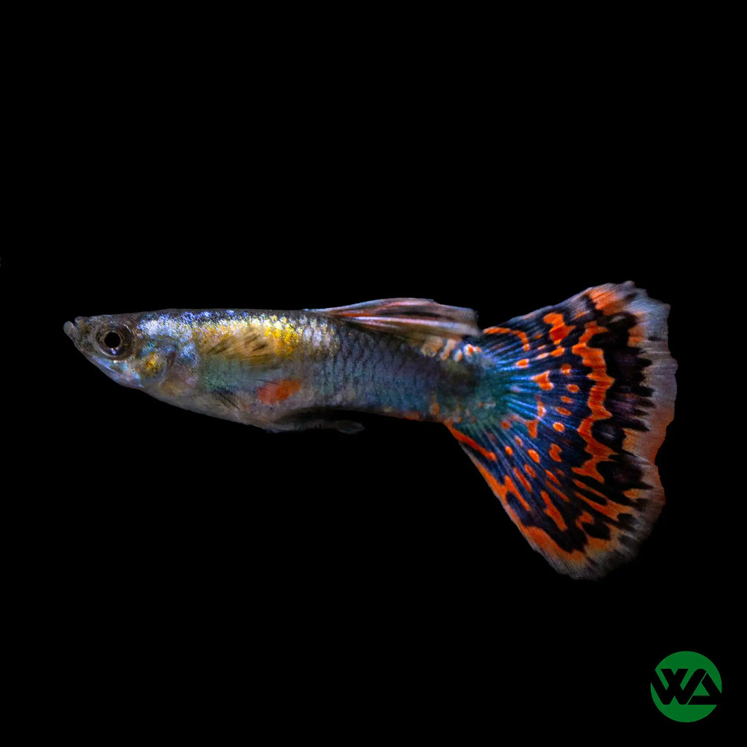 Dumbo Ear Guppy