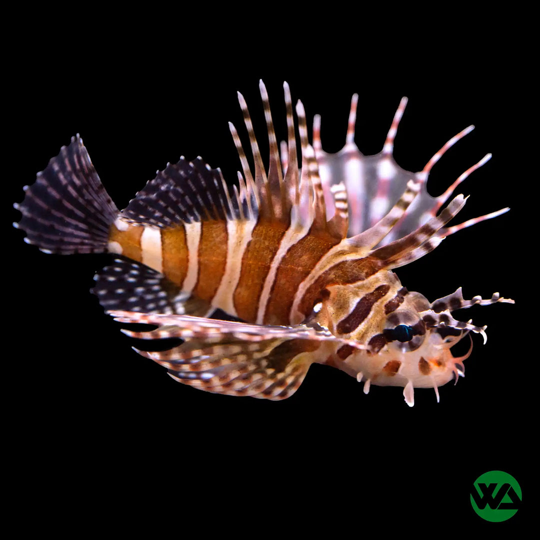 Dwarf Zebra Lionfish - Dendrochirus Zebra