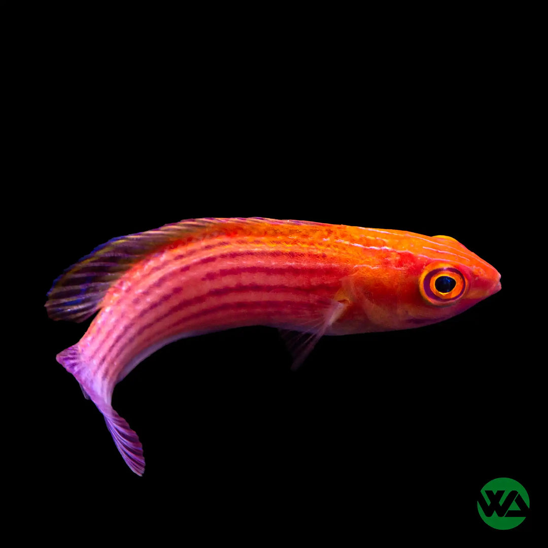 Cirrhilabrus earlei