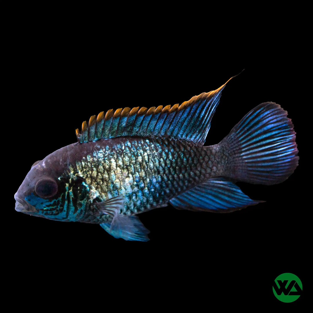 Electric Blue Acara