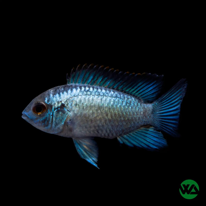 Electric Blue Acara Juvenile