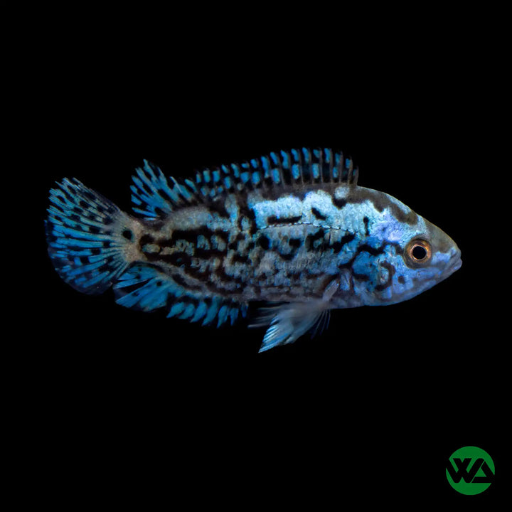 Electric Blue Jack Dempsey Juvenile