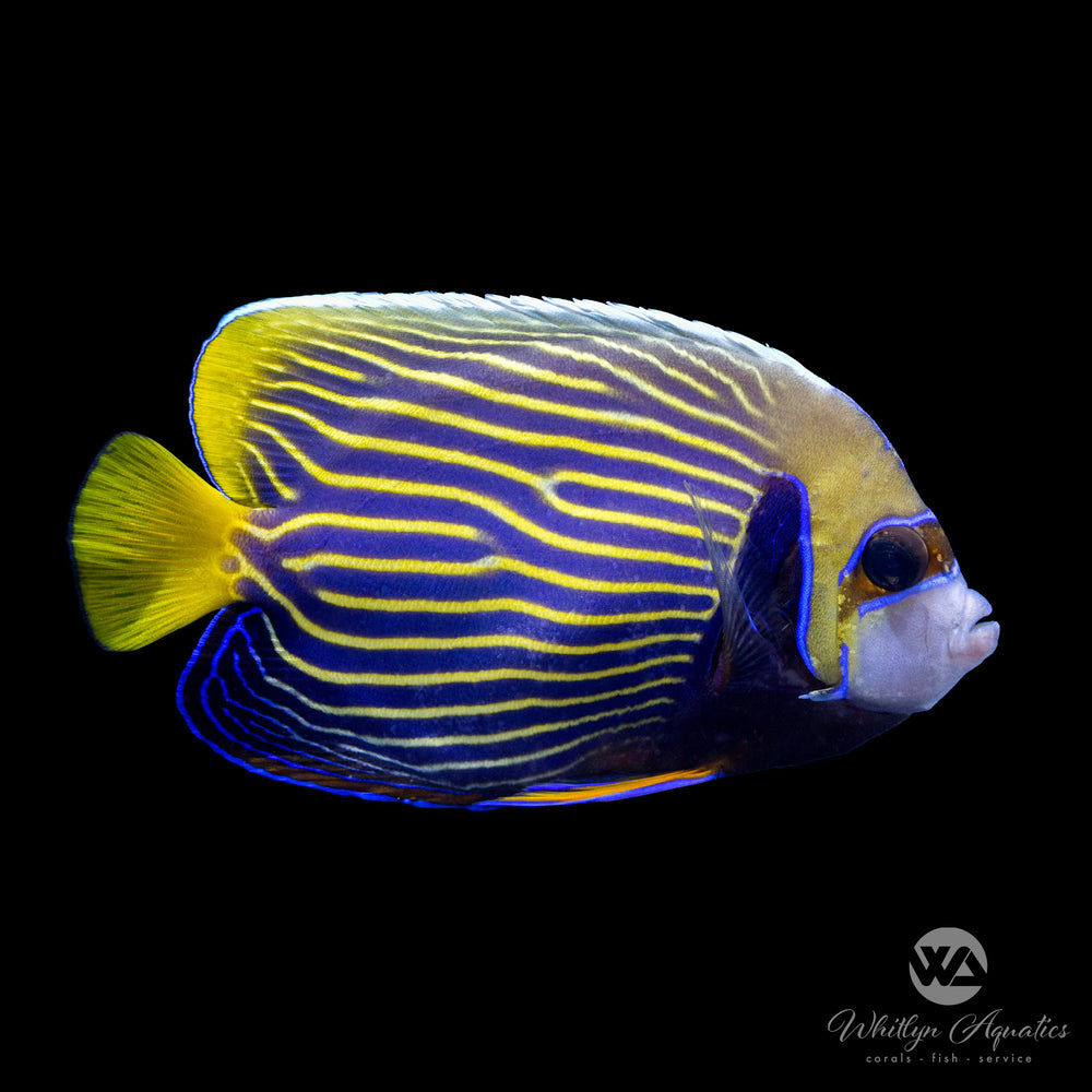 Emperor Angelfish - Pomacanthus imperator