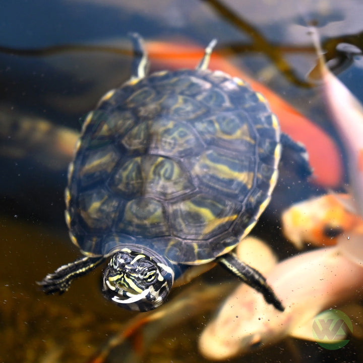 Florida Red Bellied Cooter Turtle - Pseudemys nelsoni