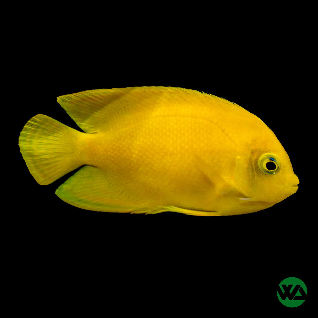False Lemon Peel Angelfish - Centropyge heraldi