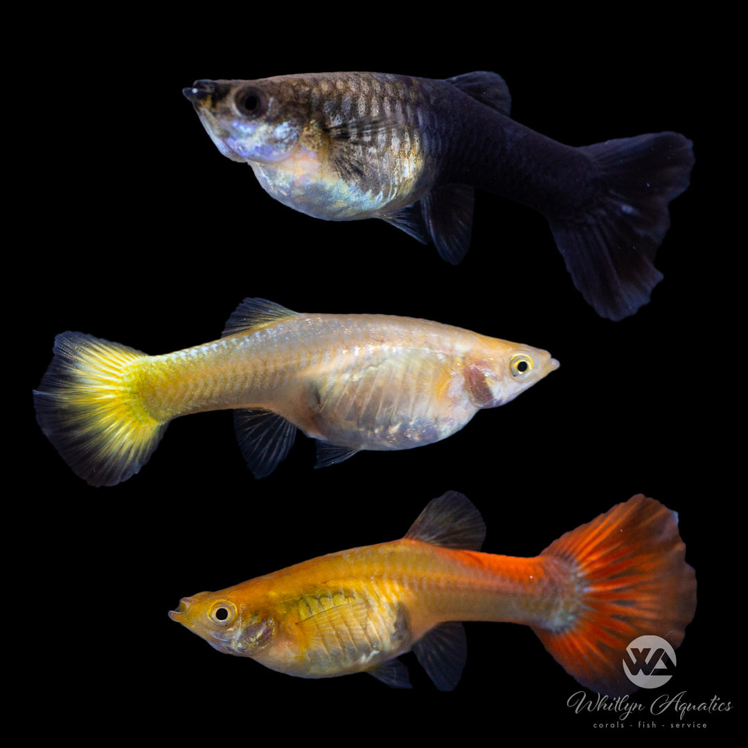 Assorted Female Guppies