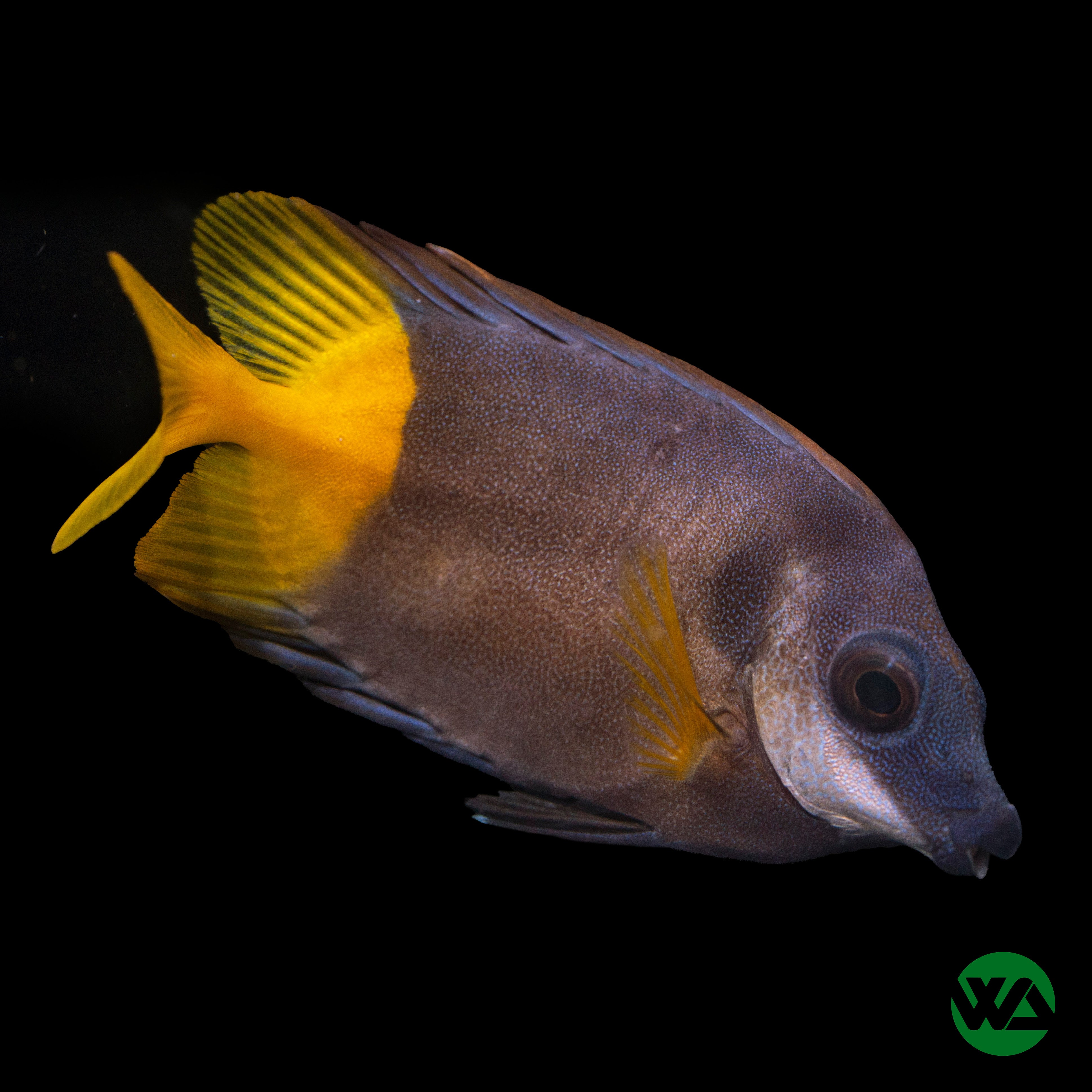 Fiji Bicolor Foxface - Siganus uspi – Whitlyn Aquatics