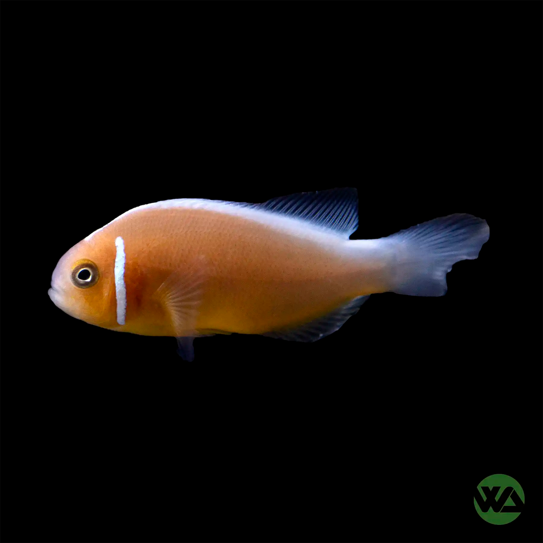Pink Skunk Clownfish - Amphiprion Perideraion