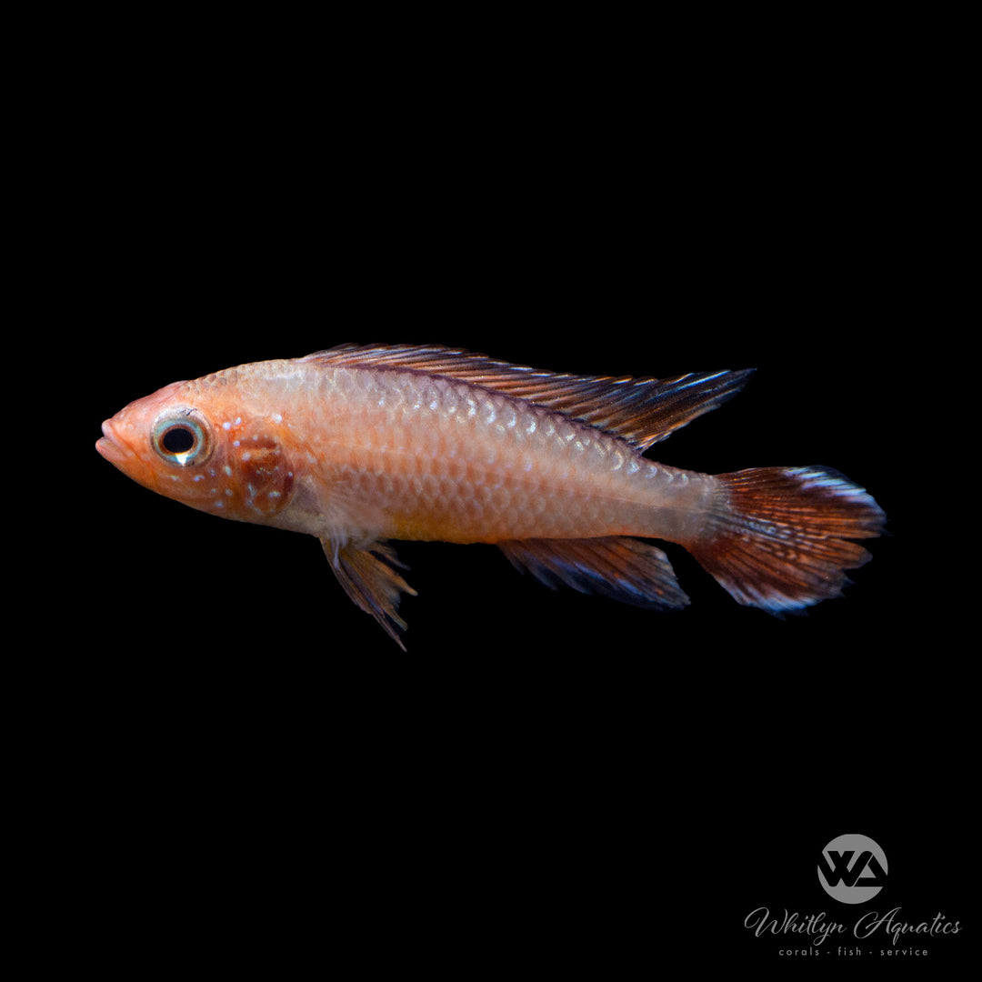 Fire Red Apistogramma Cichlid - Apistogramma cf. agassizii