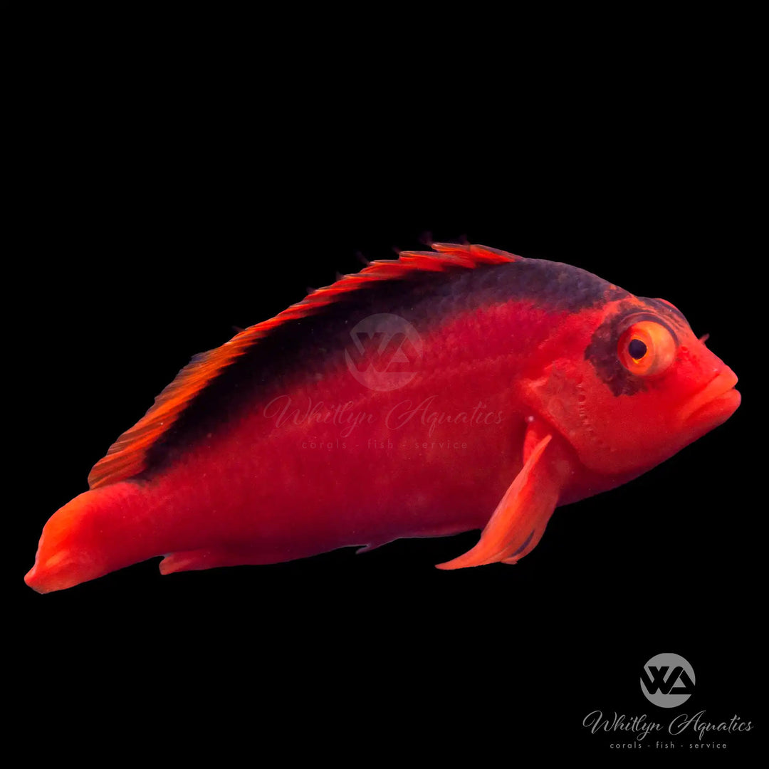 Flame Hawkfish - Neocirrhites armatus