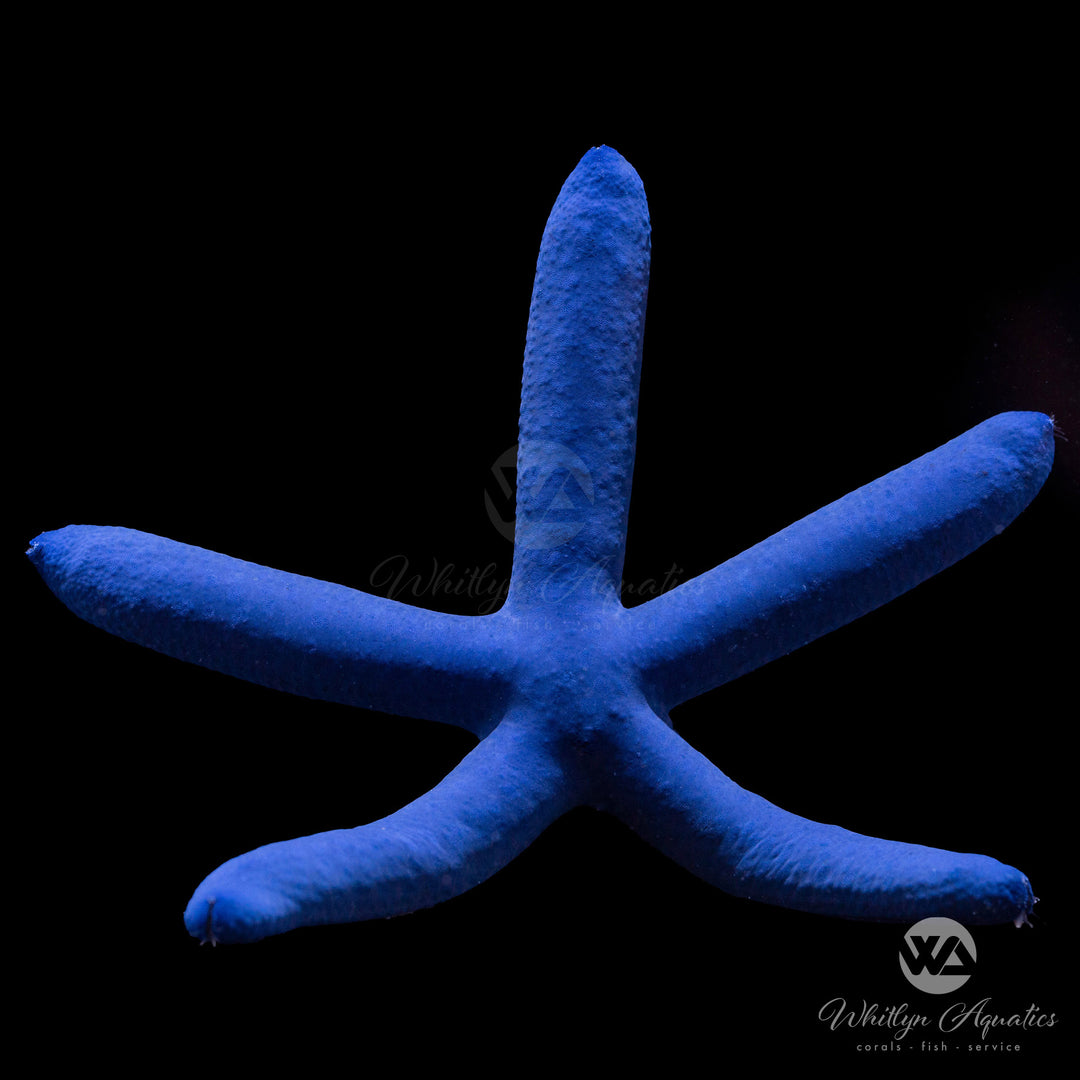 Blue Linckia Starfish - Linckia laevigata
