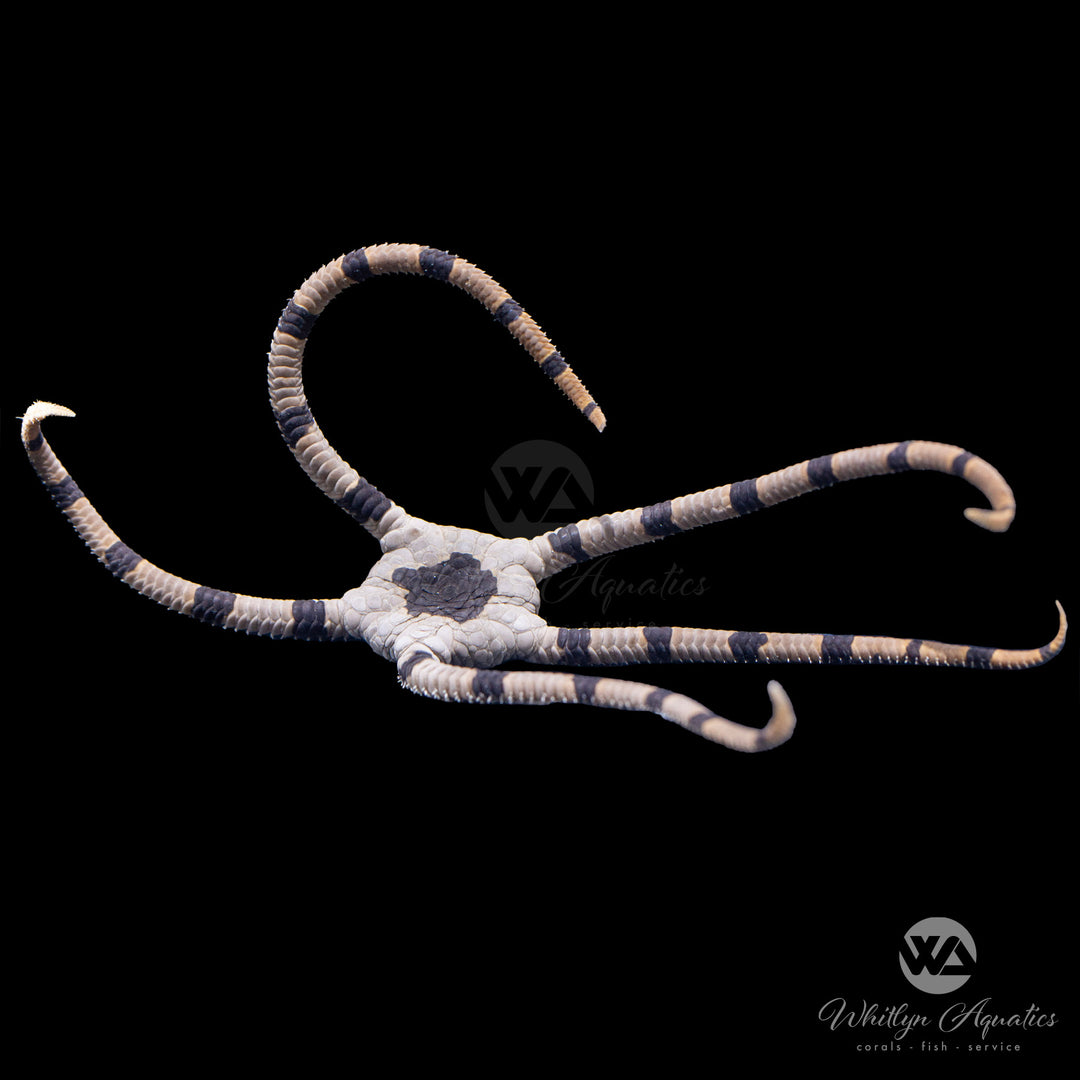 Tiger Serpent Starfish - Ophioderma sp.
