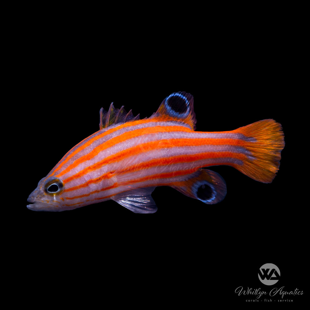 Swales Swissguard Basslet - Liopropoma swalesi