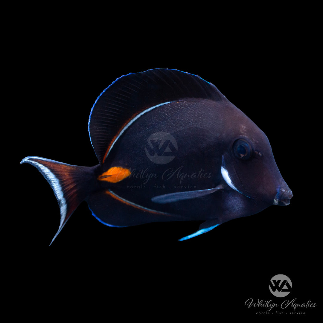 Achilles Tang - Acanthurus achilles