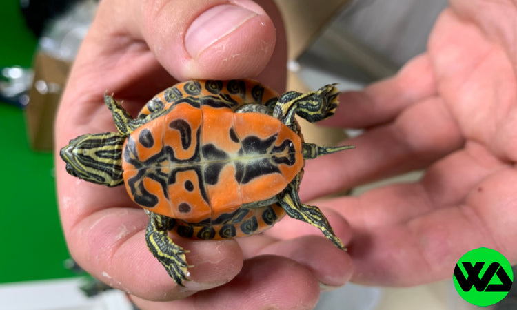 Florida Northern Red Bellied Cooter Turtle - Whitlyn Aquatics 