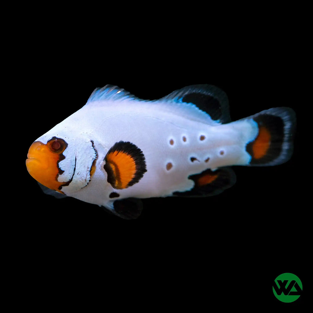 Flurry Clownfish