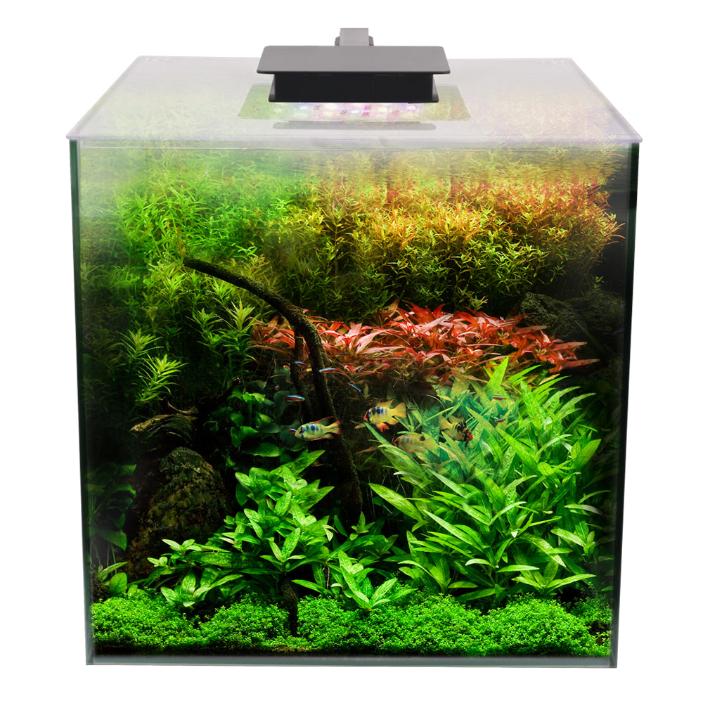 Planted tank hotsell supplies