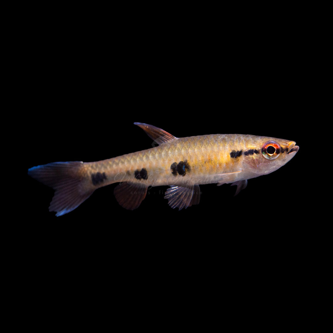 Four Spot Splash Tetras - Pyrrhulina spilota