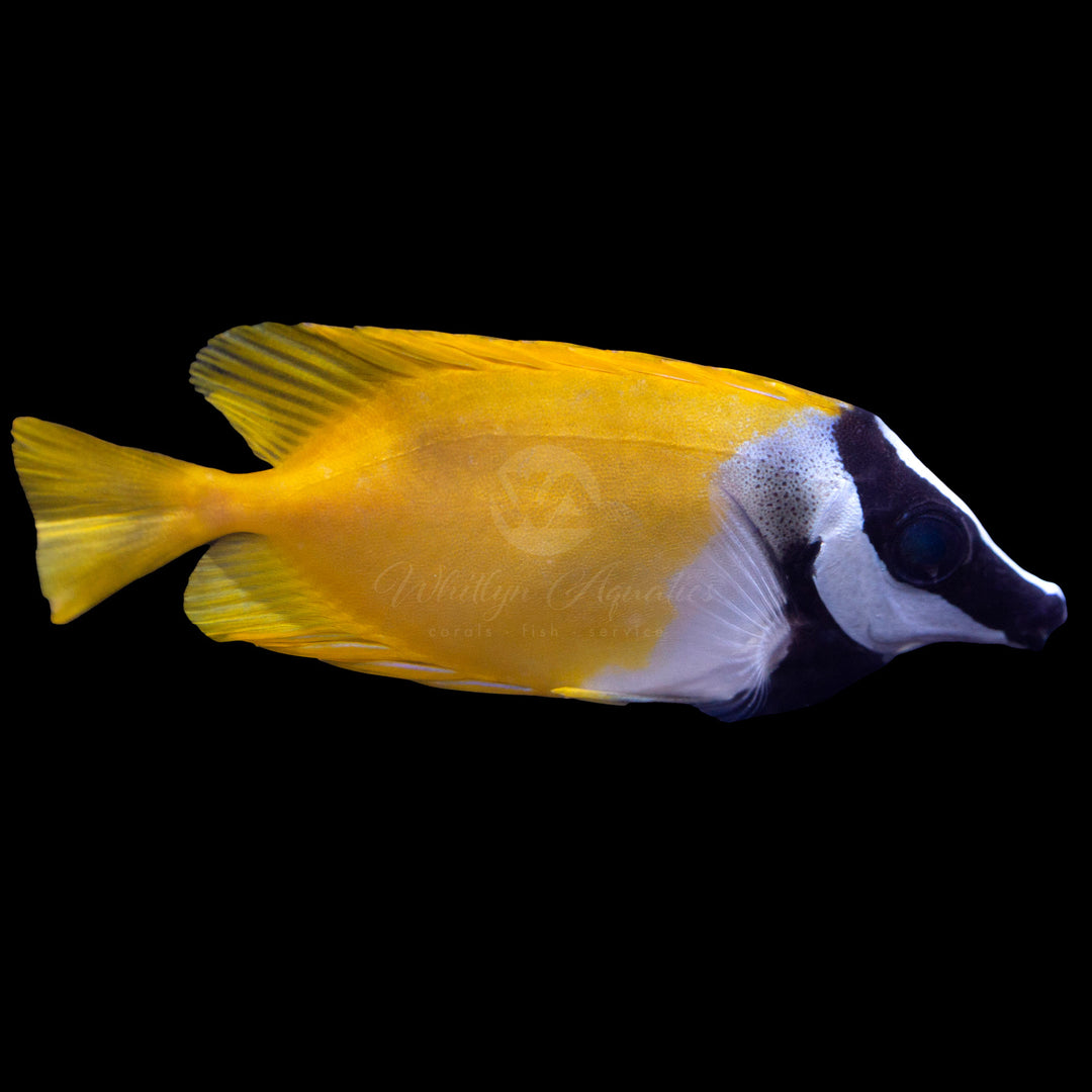 Foxface Lo - Siganus vulpinus