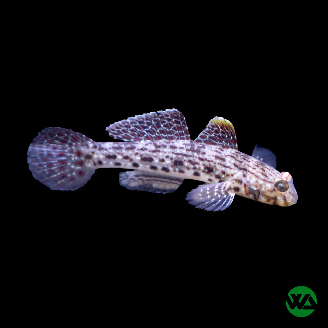 Fusi Goby