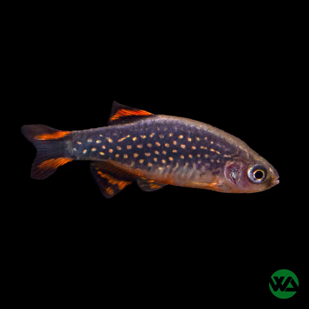 Galaxy Rasbora