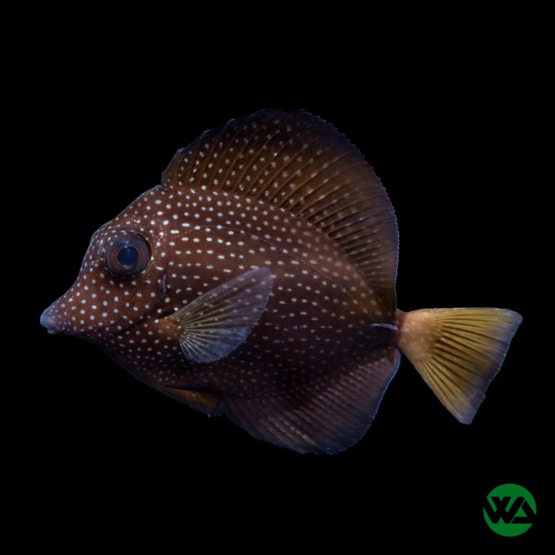 Gem Tang - Zebrasoma gemmatum