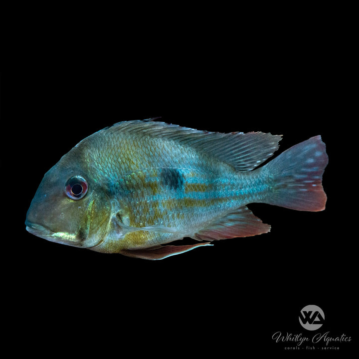 Geophagus Megasema