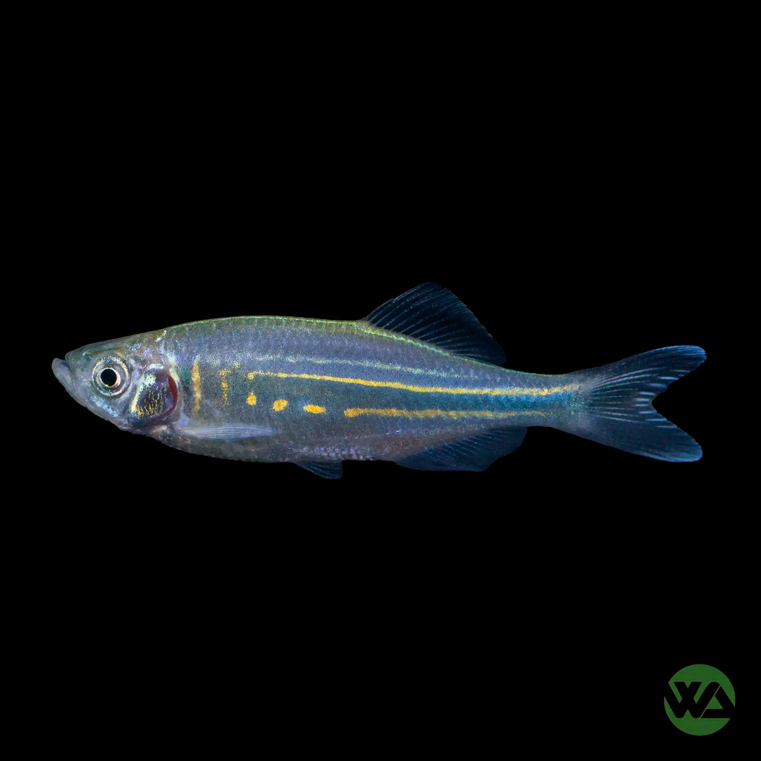 Giant Danio - Devario aequipinnatus