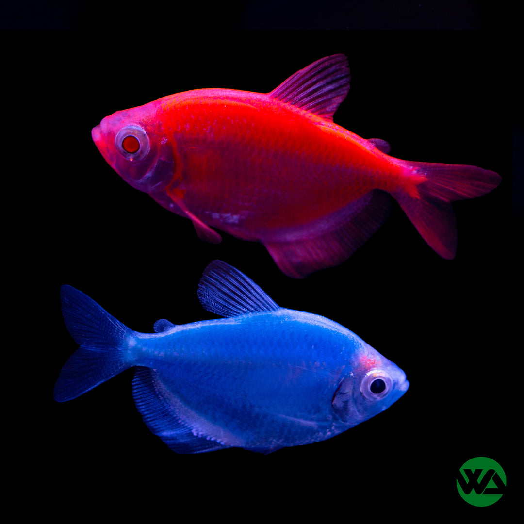 GloFish Tetra - Gymnocorymbus ternetzi