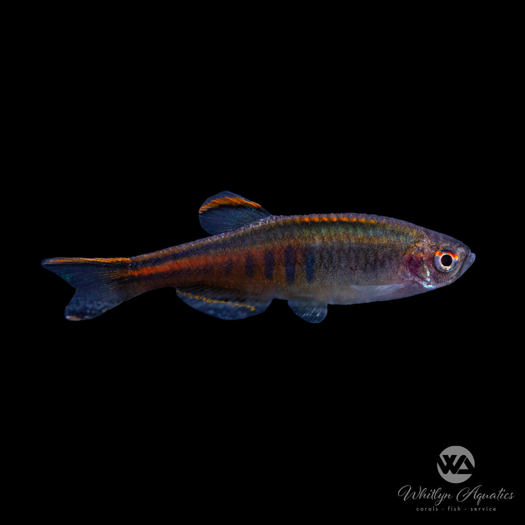 Glowlight Danio - Celestichthys choprae
