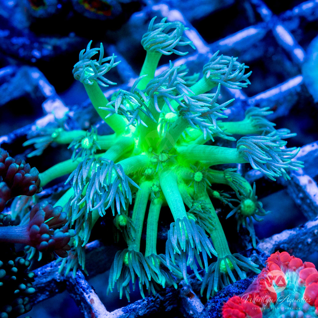 WA Glowstick Goniopora